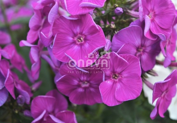 Phlox paniculata Adessa Special Purple Star