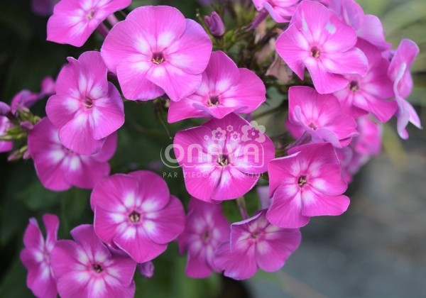 Phlox paniculata Laura