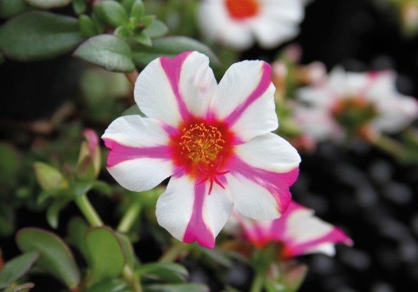 Portulaca umbraticola Pazzaz Campino Twist Pink