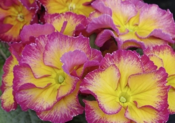 Primula elatior Inara Candy Rose