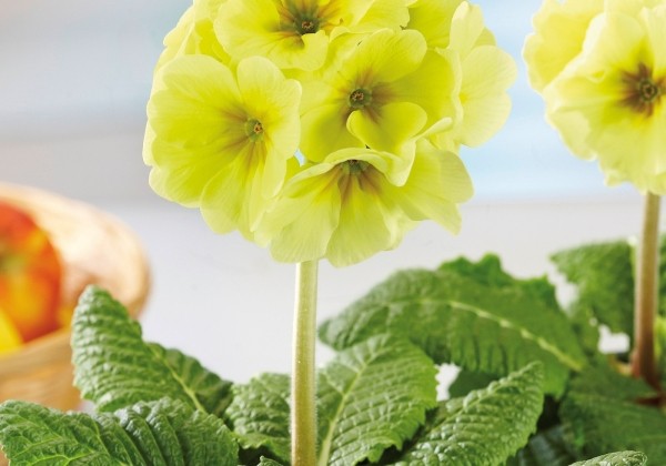 Primula elatior Inara Lime
