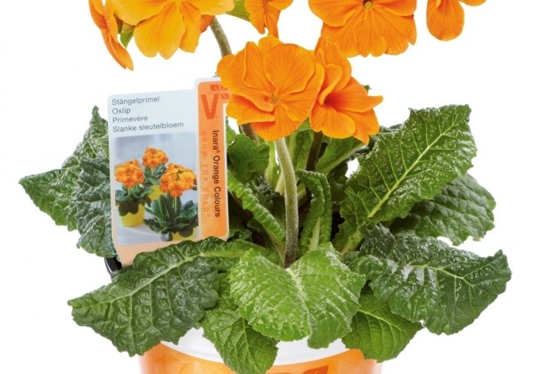 Primula elatior Inara Orange
