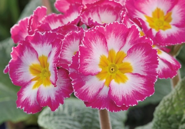 Primula elatior Inara Pink Bicolor