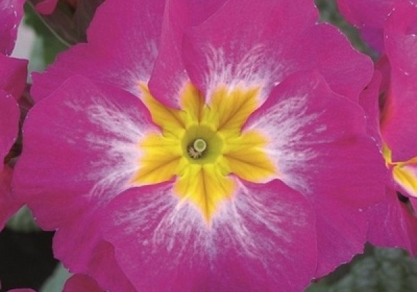 Primula elatior Inara Purple Bicolor