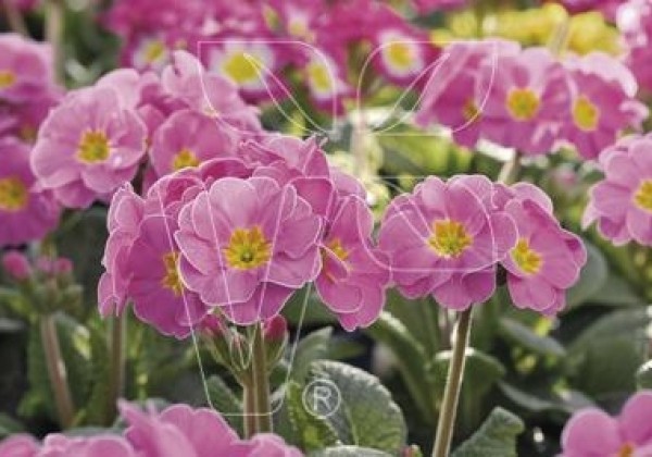 Primula elatior Inara Rose