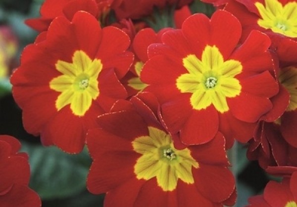 Primula elatior Inara Scarlet
