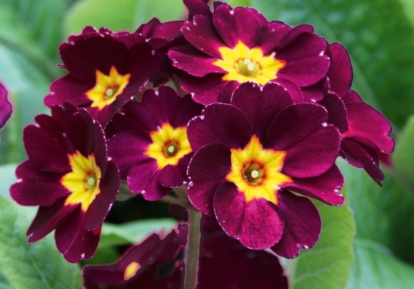 Primula elatior Inara Velvet