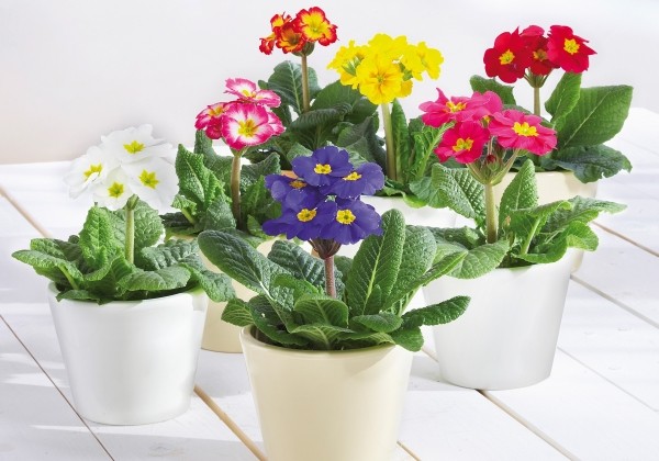 Primula elatior Inara Mix