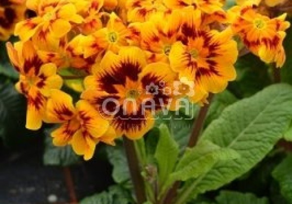 Primula elatior Indian Tiger