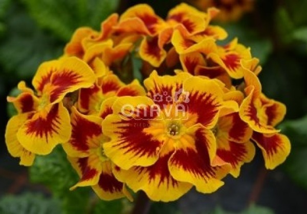 Primula elatior Indian Tiger