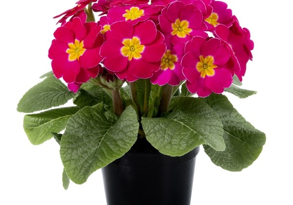 Primula elatior Inara Late Pink