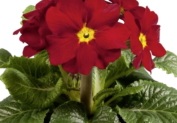 Primula elatior Inara Late Red