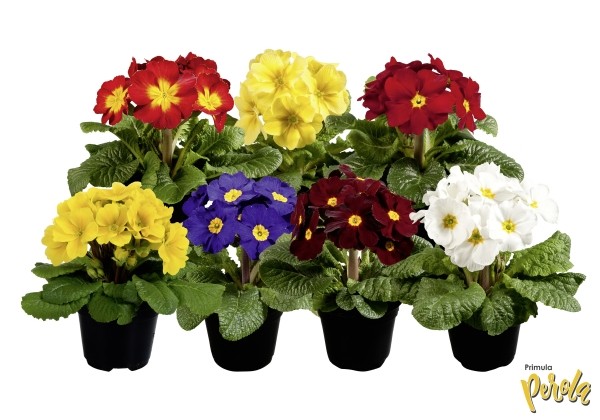 Primula elatior Inara Late Mix