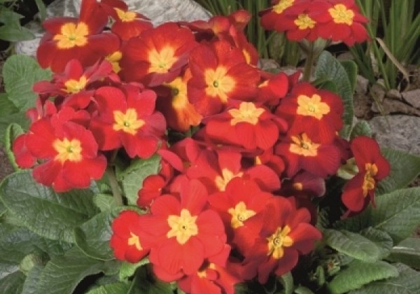 Primula elatior Crescendo Bright Red