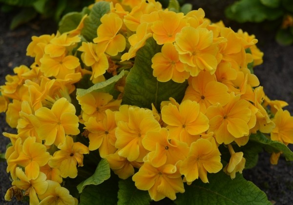 Primula elatior Crescendo Orange