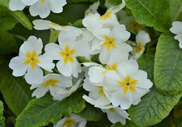 Primula elatior Crescendo White