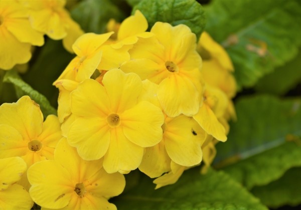 Primula elatior Crescendo Yellow