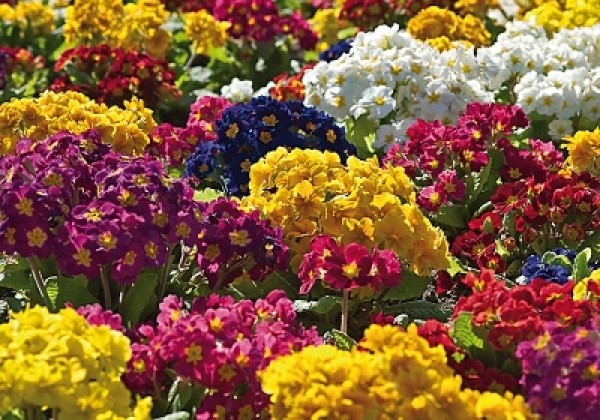 Primula elatior Crescendo Mix