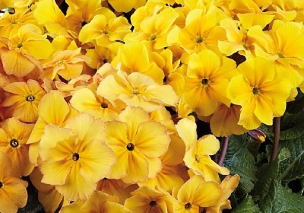 Primula elatior Sylvita Gold