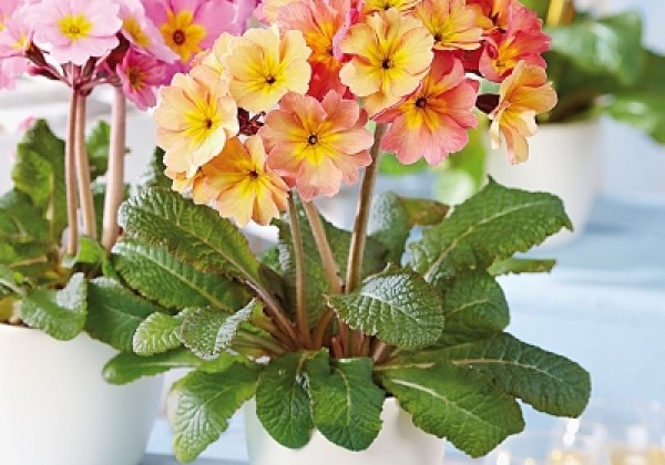 Primula elatior Sylvita Peach Melba