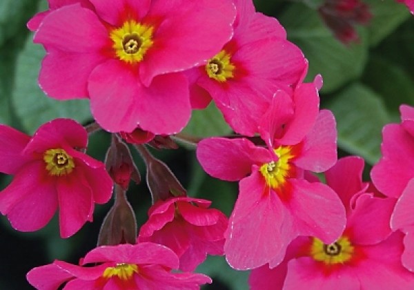 Primula elatior Sylvita Rose