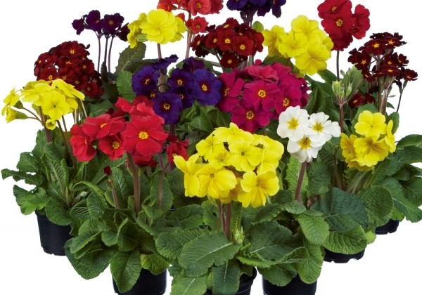 Primula elatior Sylvita Mix