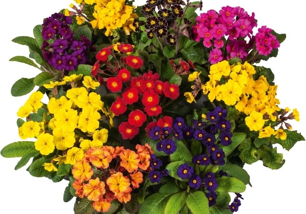 Primula elatior Sylvita Compact Mix
