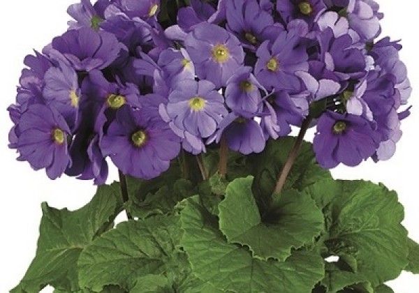 Primula obconica Touch Me Midi Dark Blue