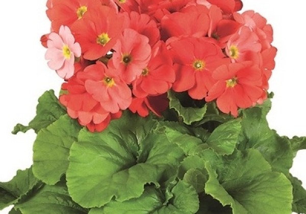 Primula obconica Touch Me Midi Dark Orange