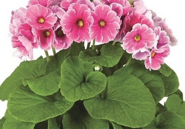 Primula obconica Touch Me Midi Red-White