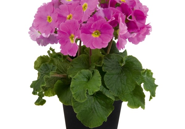 Primula obconica Touch Me Midi Rose
