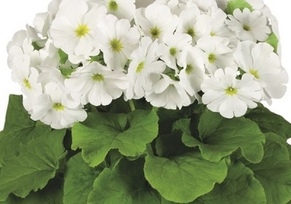 Primula obconica Touch Me Midi White
