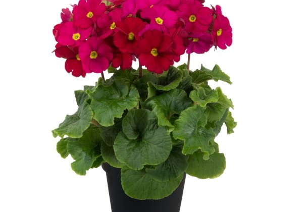 Primula obconica Touch Me Midi Wine Red