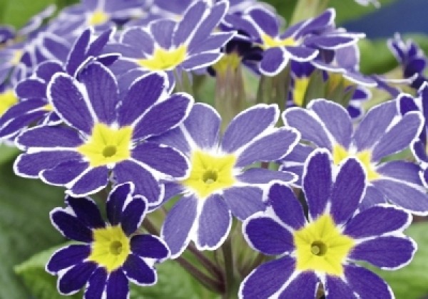 Primula veris Lace Blue