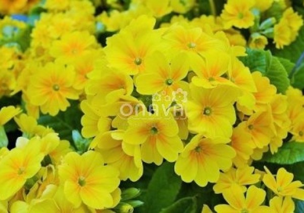 Primula veris Solaris Gold