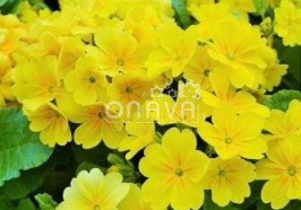 Primula veris Solaris Gold