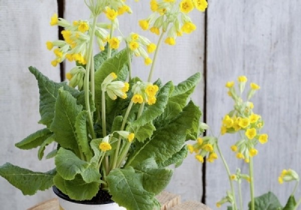 Primula veris Solaris Late Yellow