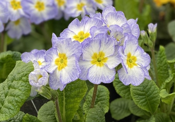 Primula veris Solaris Late Ice Blue