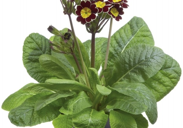 Primula veris Victoriana Chocolate
