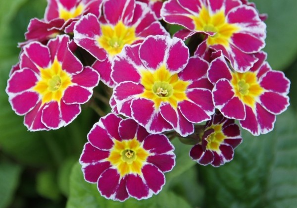 Primula veris Victoriana Lilac