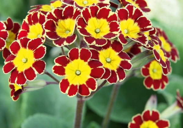 Primula veris Victoriana Red