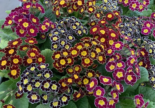 Primula veris Victoriana Mix