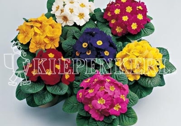 Primula vulgaris Primera Mix