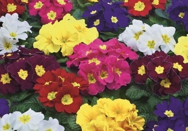 Primula vulgaris Herkules Early Mix