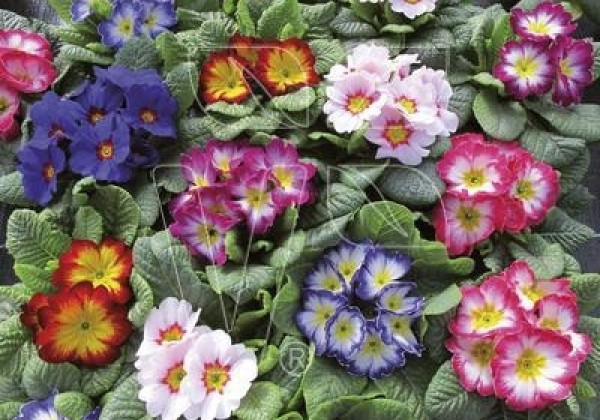 Primula vulgaris Texas Bicolor Mix