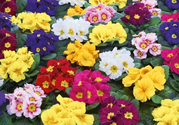 Primula vulgaris Nevada Mix