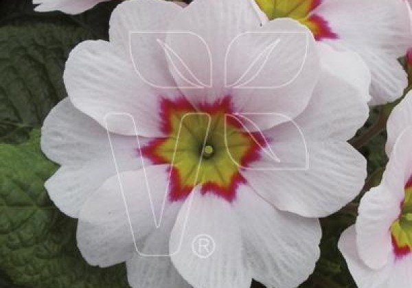 Primula vulgaris Arizona Appleblossom