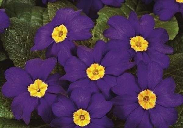 Primula vulgaris Arizona Blue