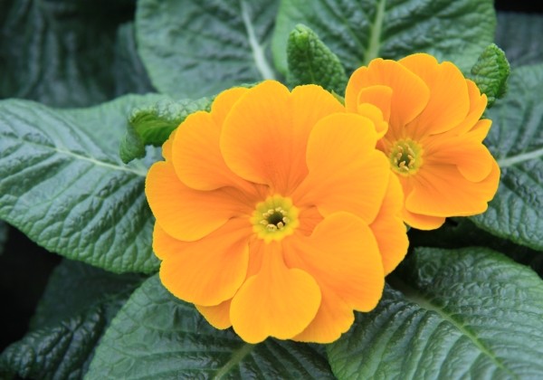 Primula vulgaris Arizona Orange