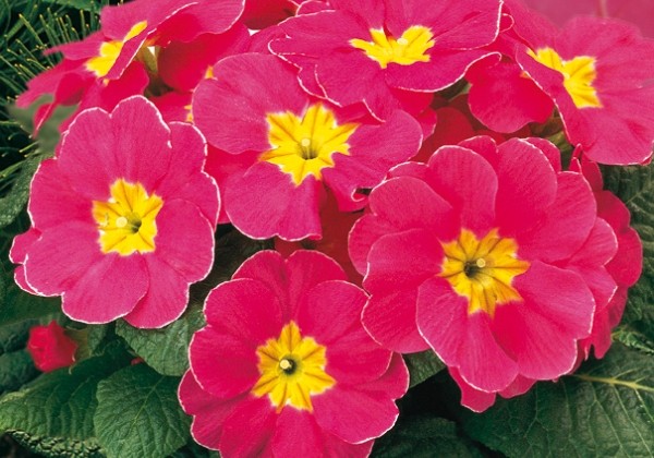 Primula vulgaris Arizona Rose